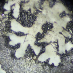 Phaeophyscia pusilloides