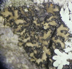 Phaeophyscia pusilloides