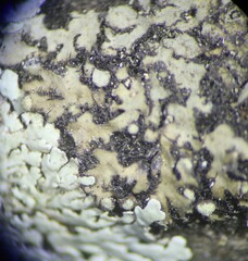 Phaeophyscia pusilloides