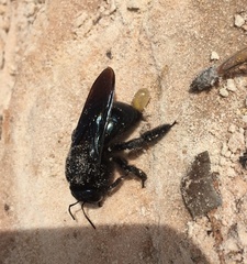 Xylocopa californica