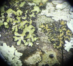 Phaeophyscia pusilloides