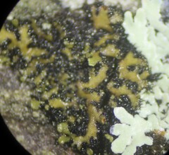 Phaeophyscia pusilloides