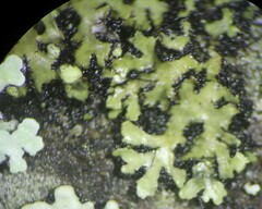 Phaeophyscia pusilloides