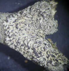 Phaeophyscia pusilloides
