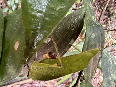 Ephippitytha kuranda