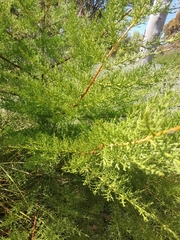 Cupressus forbesii