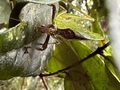 Ephippitytha kuranda