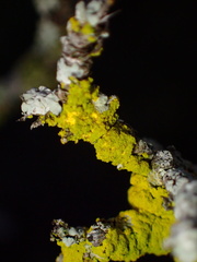 Candelariaceae