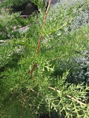 Cupressus forbesii