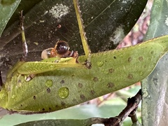 Ephippitytha kuranda