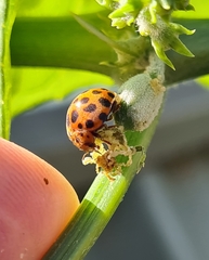 Henosepilachna sumbana