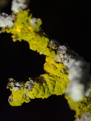 Candelariaceae