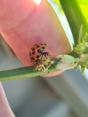 Henosepilachna sumbana