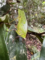 Ephippitytha kuranda