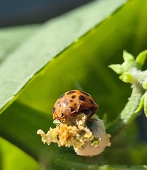 Henosepilachna sumbana