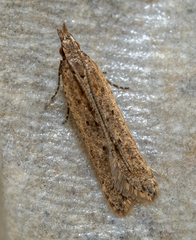 Dichomeris ligulella