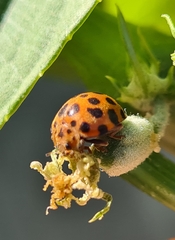 Henosepilachna sumbana