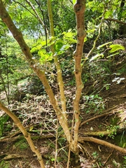 Piper excelsum excelsum