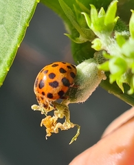 Henosepilachna sumbana