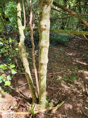 Piper excelsum excelsum