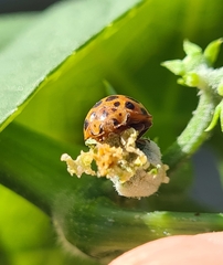 Henosepilachna sumbana