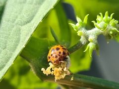 Henosepilachna sumbana