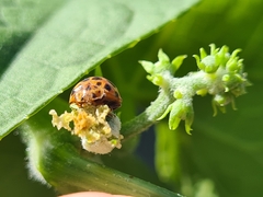 Henosepilachna sumbana