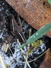 Macrotona securiformis