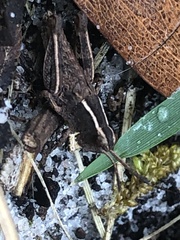 Macrotona securiformis