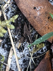 Macrotona securiformis