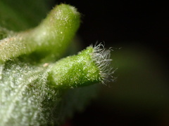 Rhopalomyia audibertiae