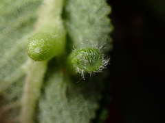 Rhopalomyia audibertiae