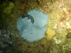 Plesiastrea versipora