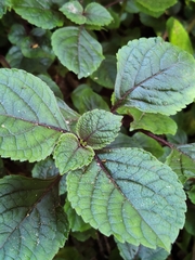 Plectranthus ciliatus