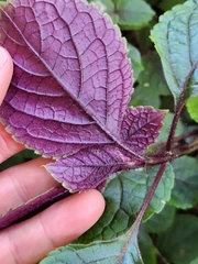 Plectranthus ciliatus