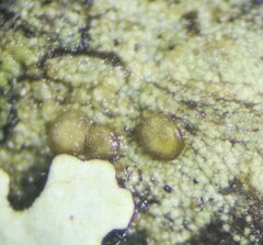Biatora longispora
