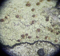 Biatora longispora