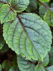 Plectranthus ciliatus