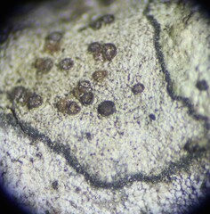 Biatora longispora