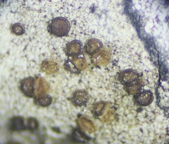 Biatora longispora