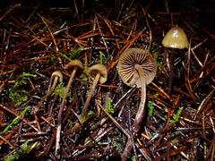 Psilocybe pelliculosa