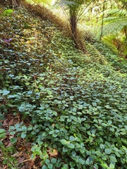 Plectranthus ciliatus