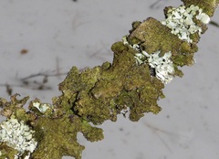 Tuckermanopsis orbata