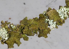 Tuckermanopsis orbata