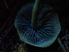 Psilocybe pelliculosa