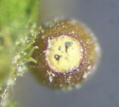 Claopodium rostratum