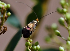 Nemophora sparsella