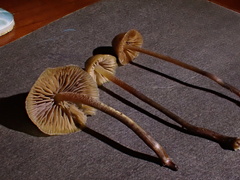 Psilocybe pelliculosa