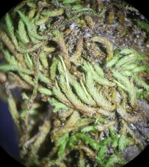 Claopodium rostratum