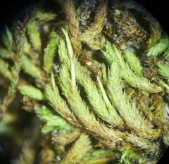 Claopodium rostratum